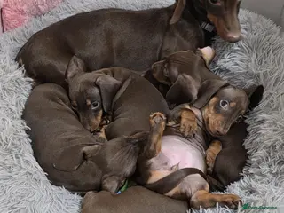 Miniature Dachshund dogs Extra miniature dachshund pupies - Advert 10