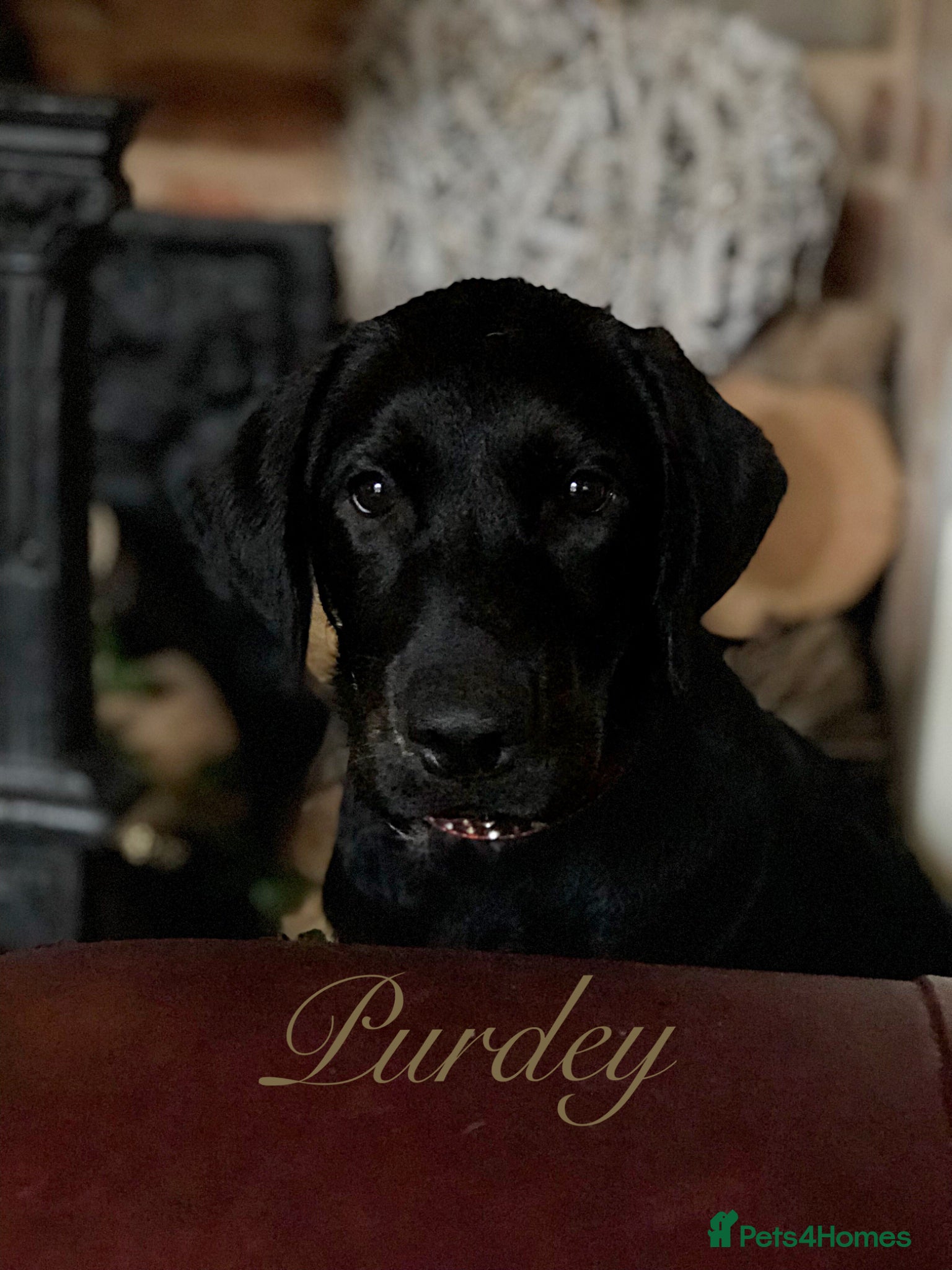 Labrador Retriever dogs for sale: Only Three Beautiful KC Boys left  in Henley-in-Arden - Advert 8