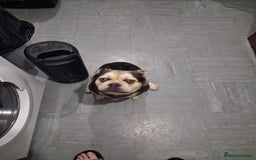 Frug dogs for sale: Puppy - Image 7