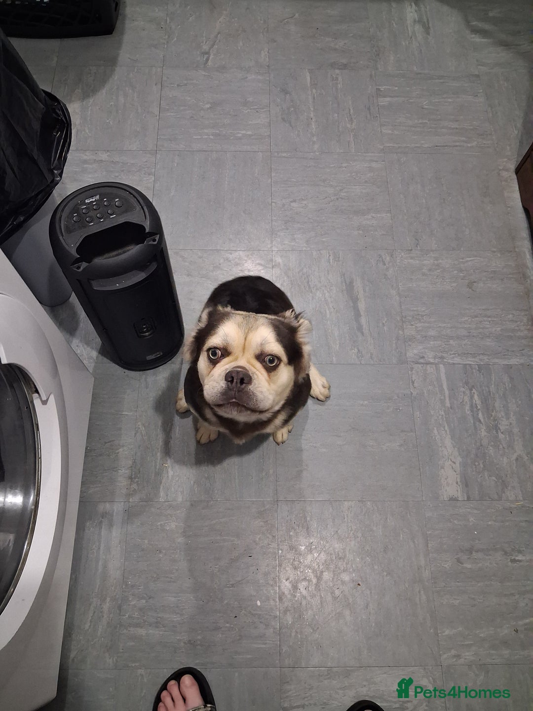 Frug dogs for sale: Puppy - Image 7