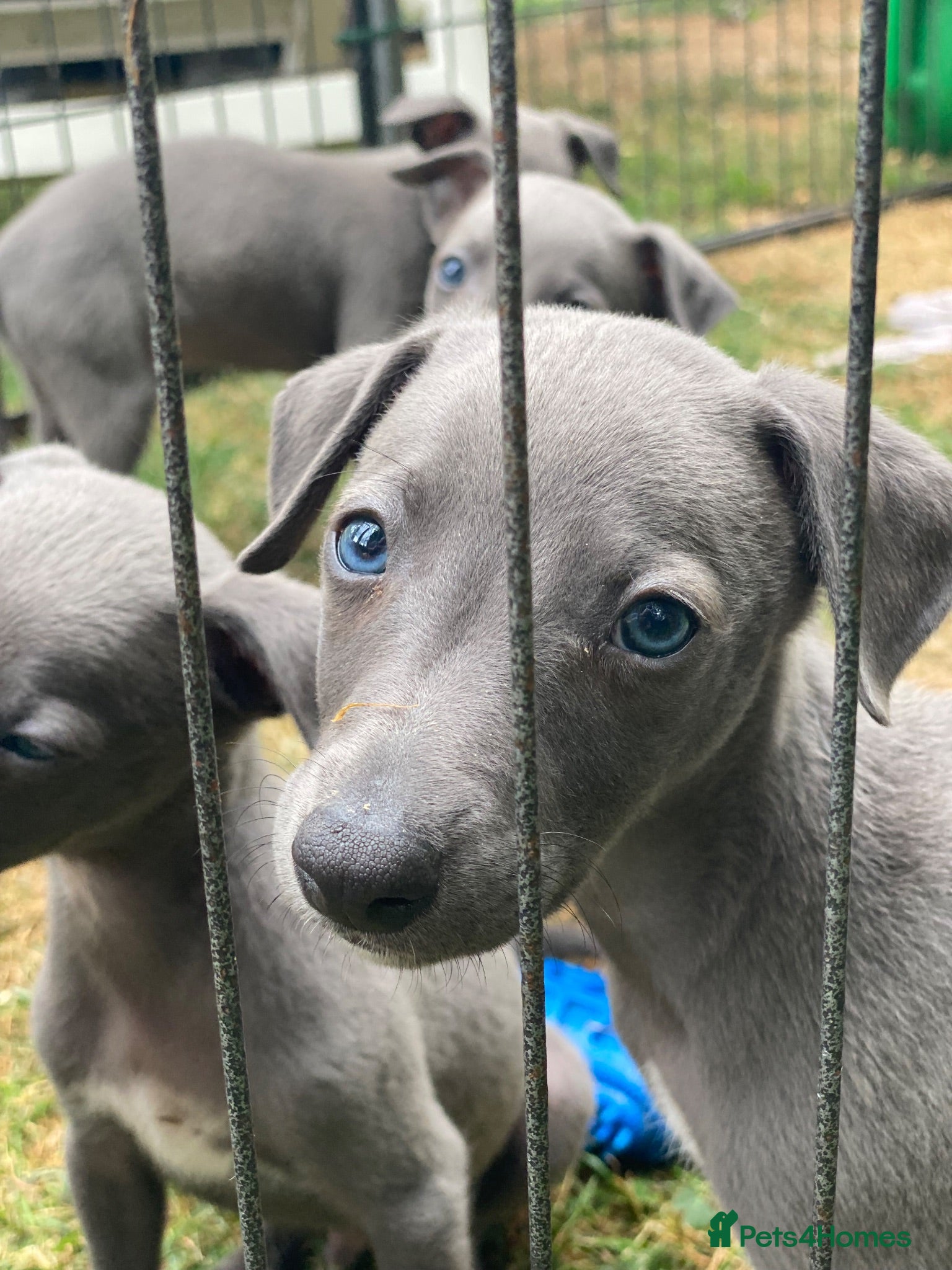 Whippet dogs Beautiful blue/brindle Whippets  - Advert 2