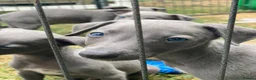 Whippet dogs for sale: Beautiful blue/brindle Whippets  - Advert 15