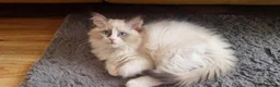 Ragdoll cats for sale: A very rare litter of kittens.  - Advert 3