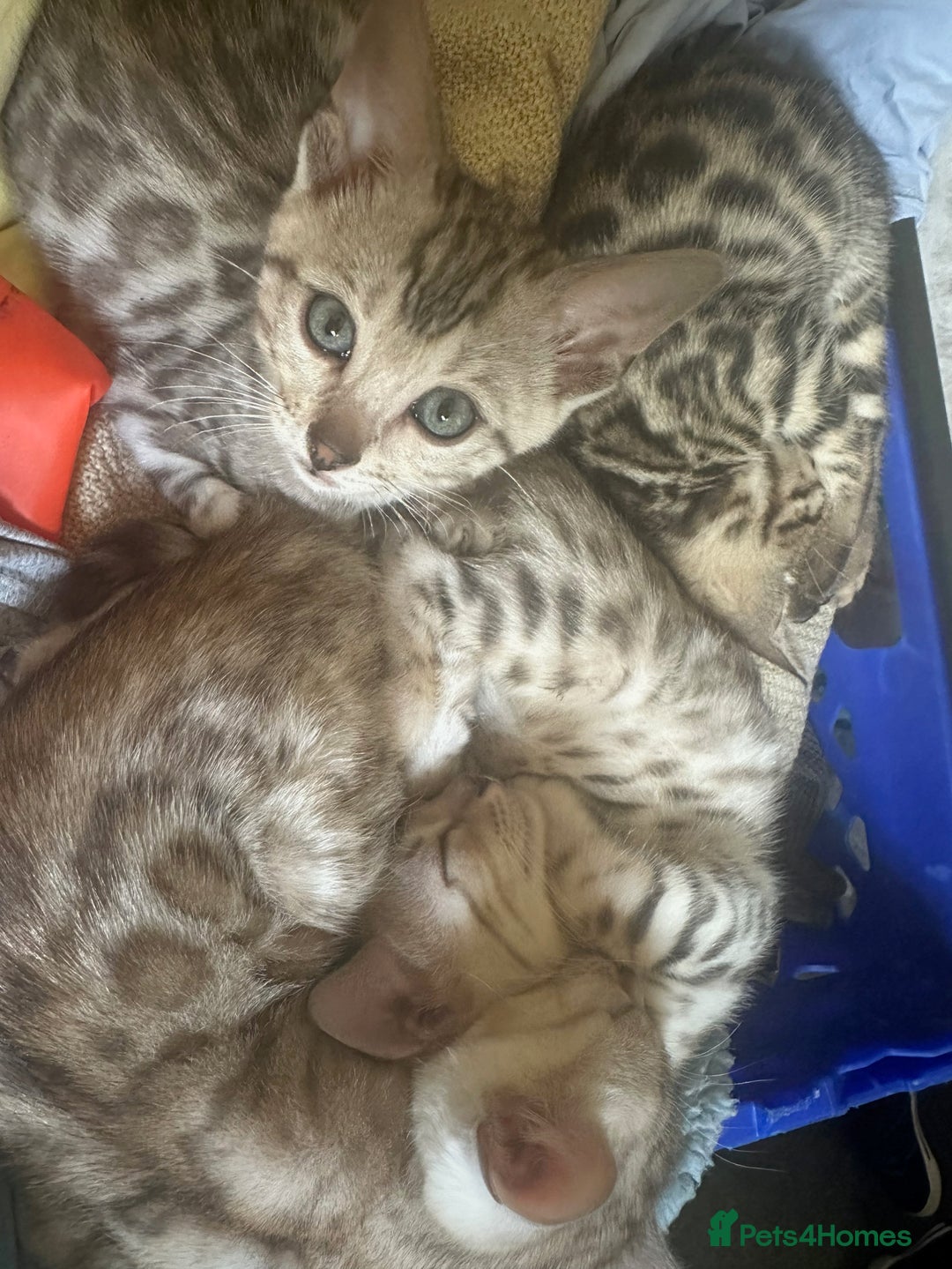 Bengal cats for sale: BENGAL KITTENS FOR SALE - Image 10