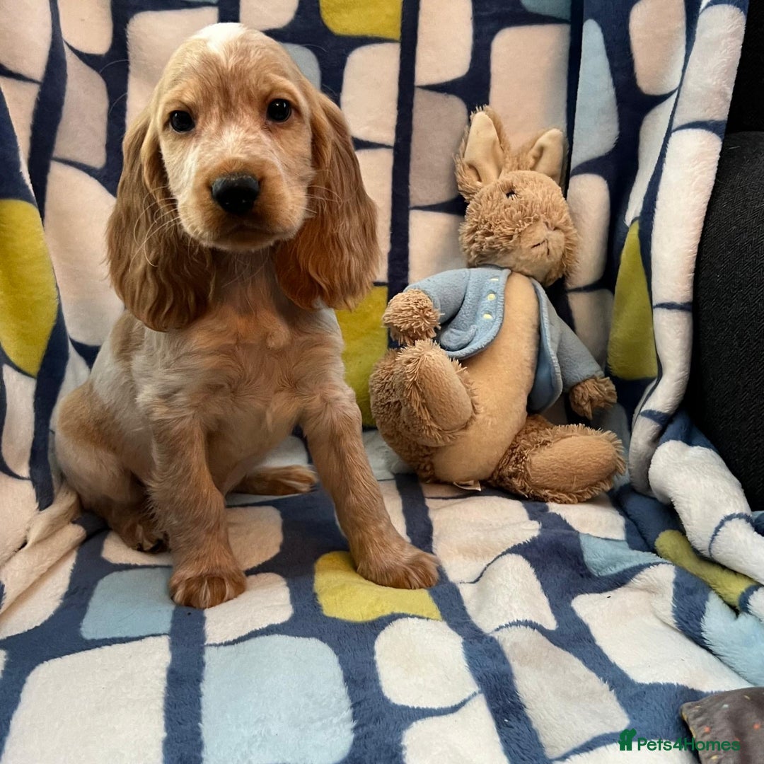 Cocker Spaniel dogs for sale: Stunning show cocker spaniel pups  - Image 7