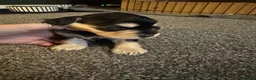 Cockapoo dogs for sale: Beautiful F2 cockapoo sable pups in Caernarfon - Advert 6