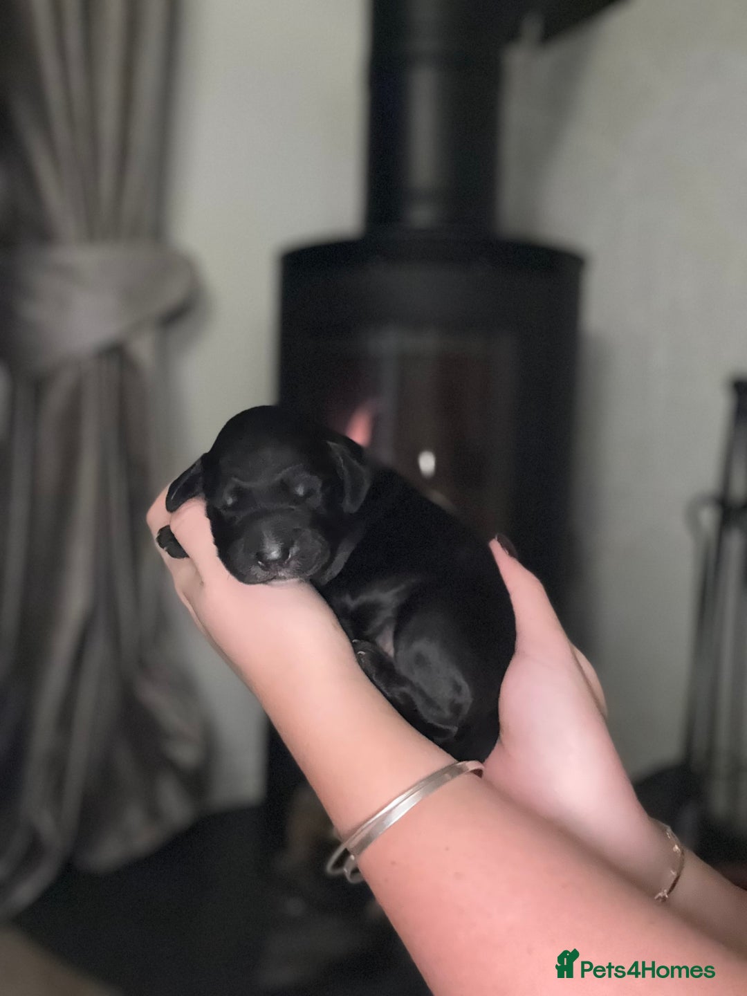 Cocker Spaniel dogs for sale: 7 cocker spaniel puppies for sale  - Advert 18