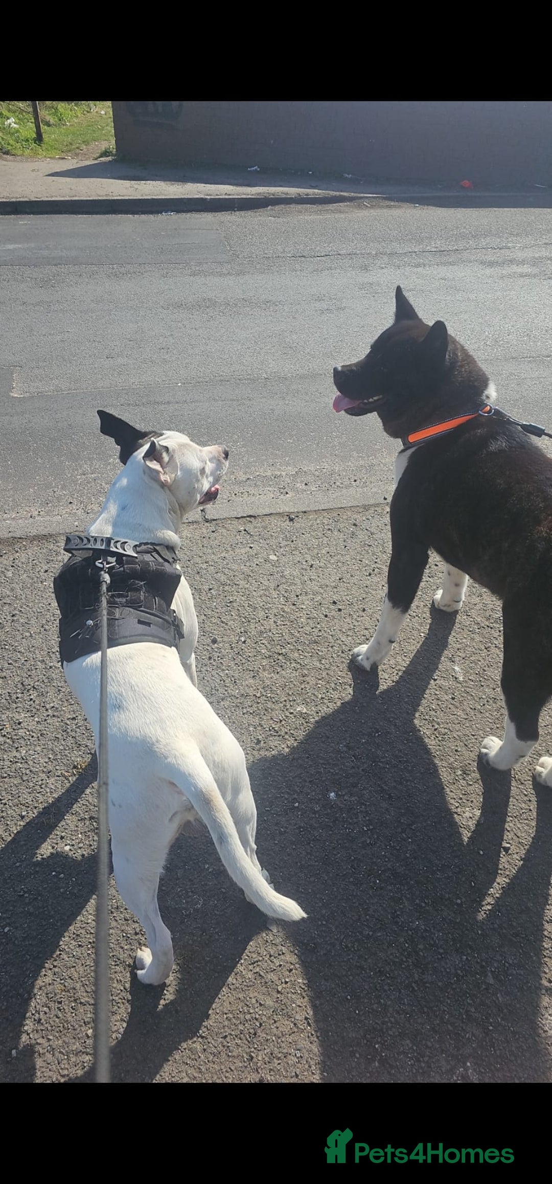 Mixed Breed dogs for sale: American akita x staffy pups for sale  - Image 13