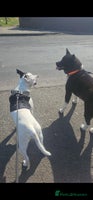 Mixed Breed dogs - Advert 5