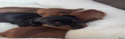 Miniature Dachshund dogs for sale: Miniature Dachshund Smooth - Coated pup for Sale in Manchester - Advert 3
