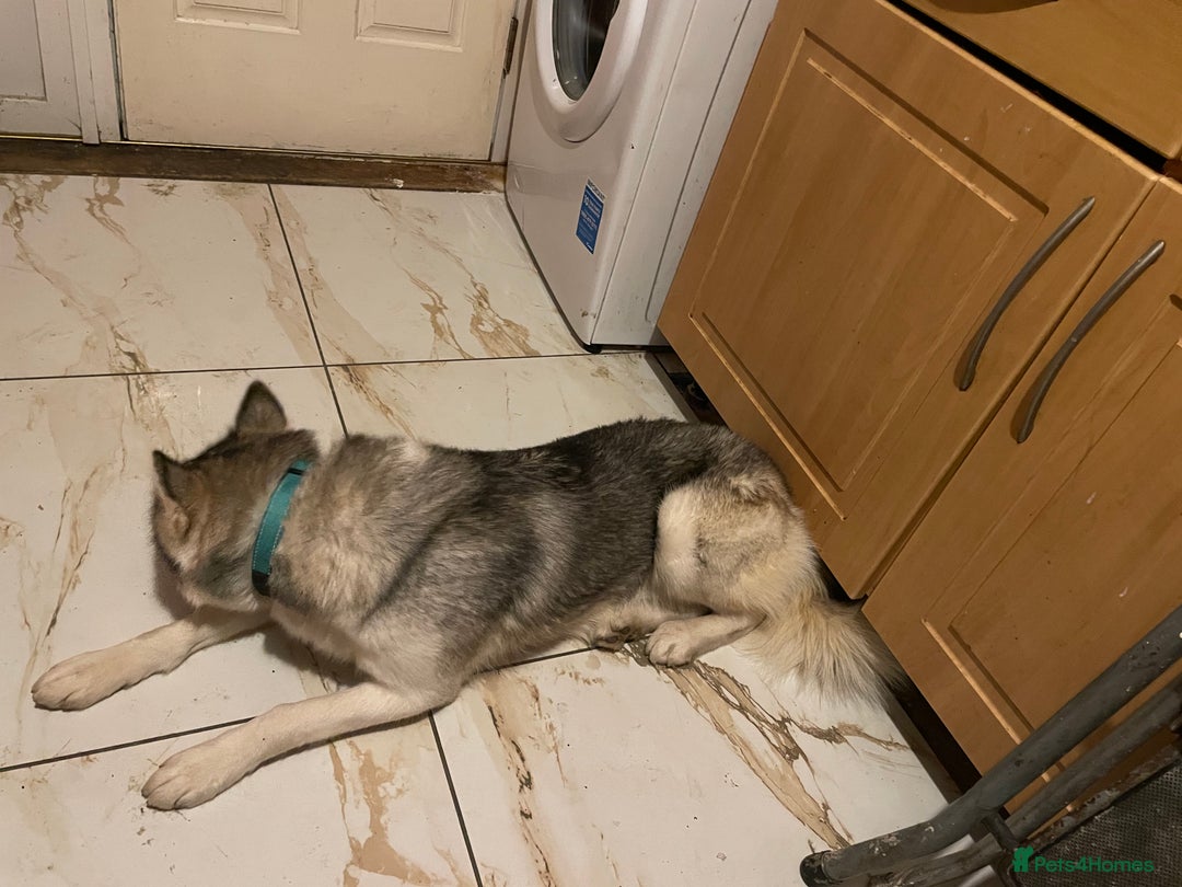 Siberian Husky dogs for sale: Dwarf Siberian husky male  - Advert 3