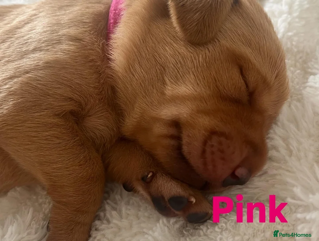 Labrador Retriever dogs for sale: 🌟 5 Star KC Registered FOX RED & YELLOW Labradors - Advert 24