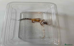 Leopard Gecko reptiles for sale: Leopard Geckos - Image 3