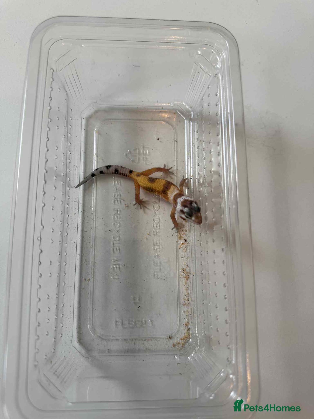 Leopard Gecko reptiles for sale: Leopard Geckos - Image 3