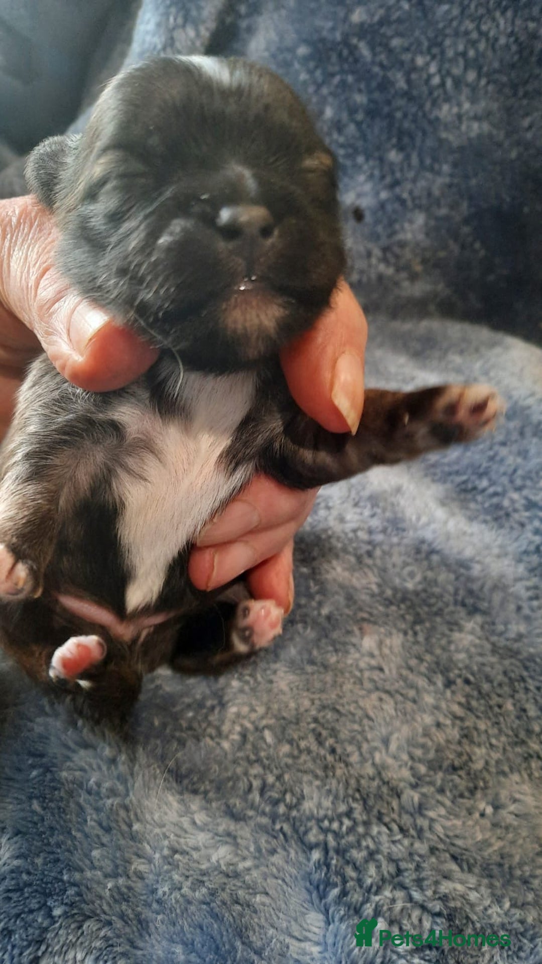 Mixed Breed dogs for sale: Shih Tzu cross malchi pups - Advert 5