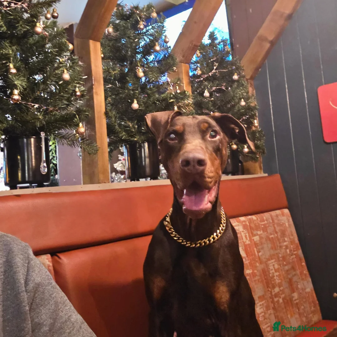 Dobermann dogs for sale: Male Doberman Puppies  - Advert 1
