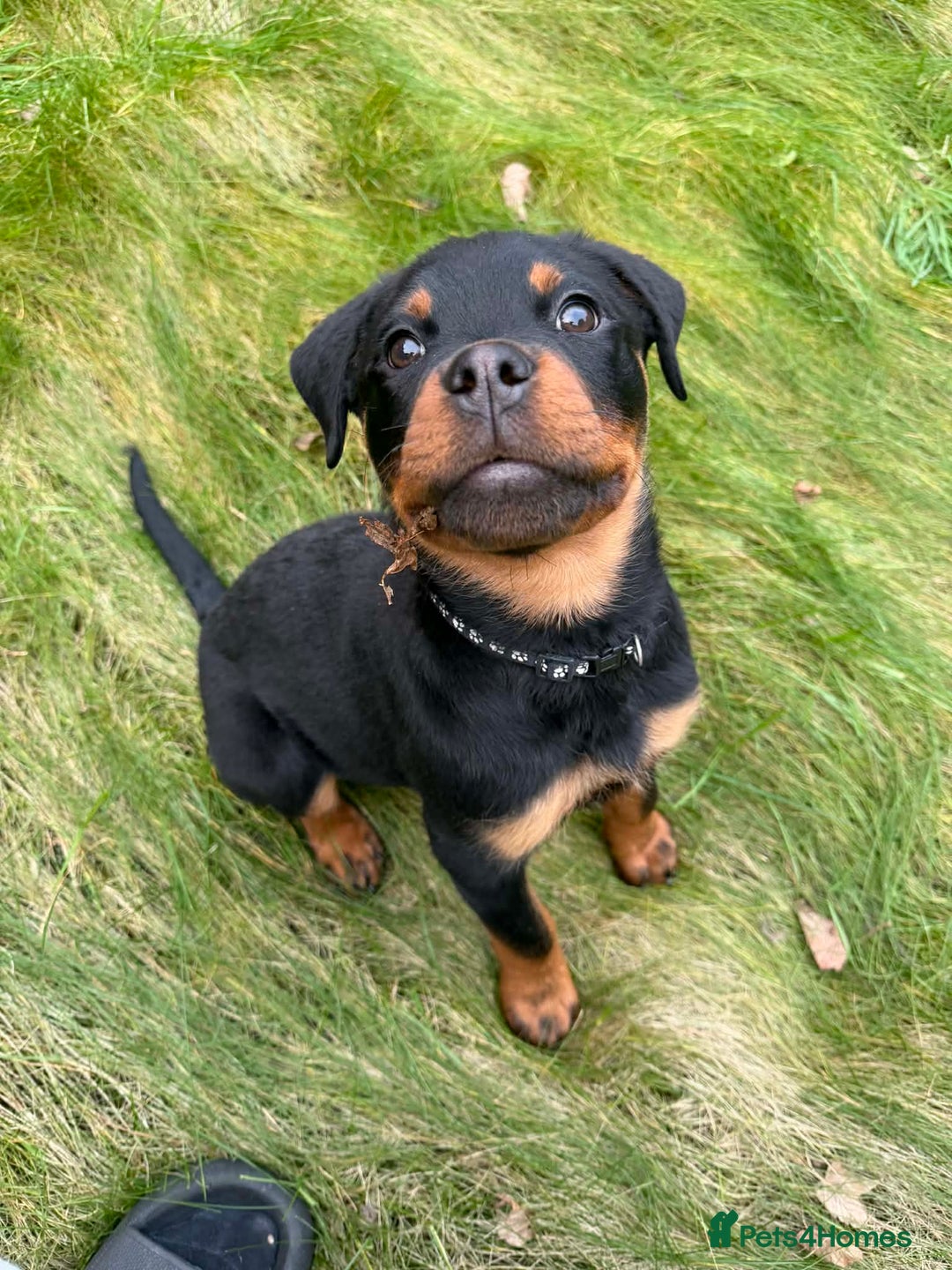 Rottweiler dogs for sale: Rottweiler puppy - Advert 3