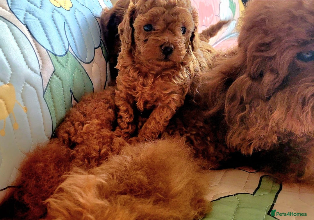 Toy Poodle dogs for sale: 🔥Toy 🔥Mini 🔥Asian Poodle Puppies Girls for sale - Image 6
