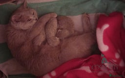 British Shorthair cats for sale: *Nearly Ready* GCCF Registered BSH Kittens  - Image 16