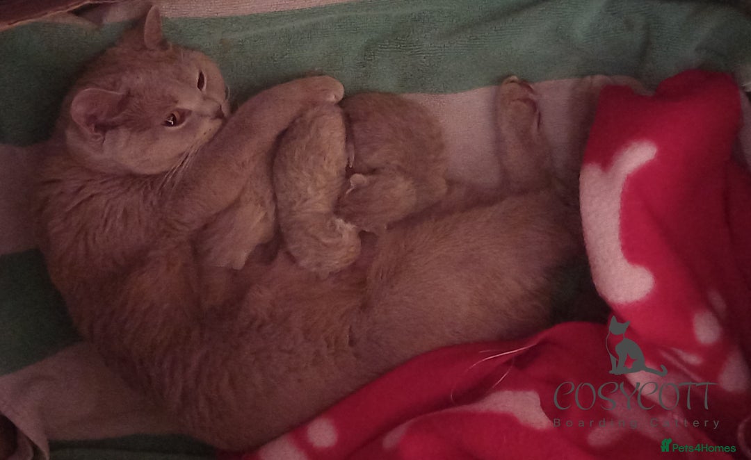 British Shorthair cats for sale: *Nearly Ready* GCCF Registered BSH Kittens  - Image 16