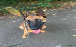 Belgian Shepherd Dog dogs for sale: KC Reg Female Belgium Shepherd Malinois 10 months - Image 2