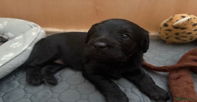 Labradoodle dogs - Advert 10