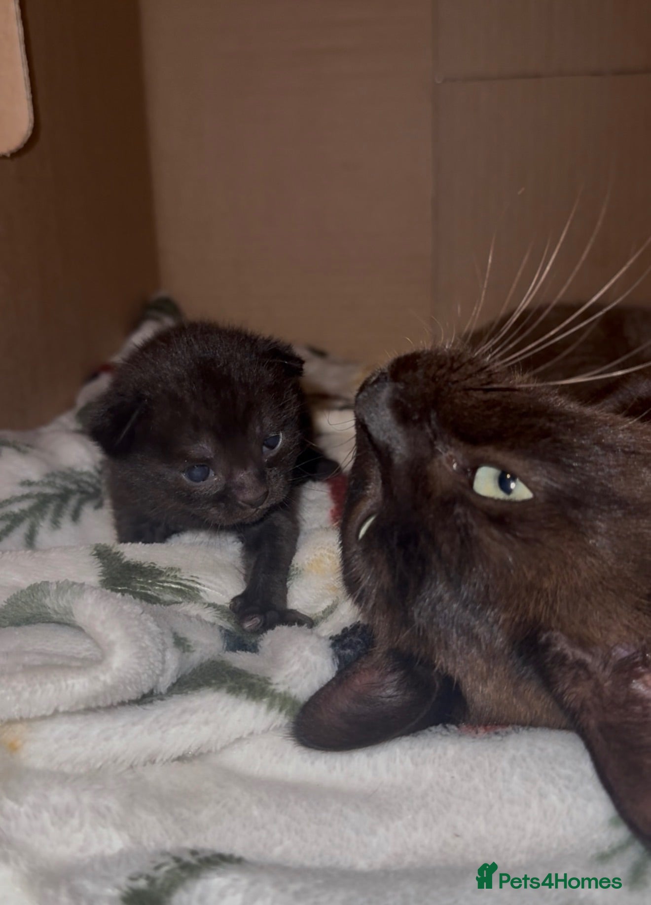 Mixed Breed cats Beautiful black synths x ragdoll kitten  - Advert 1