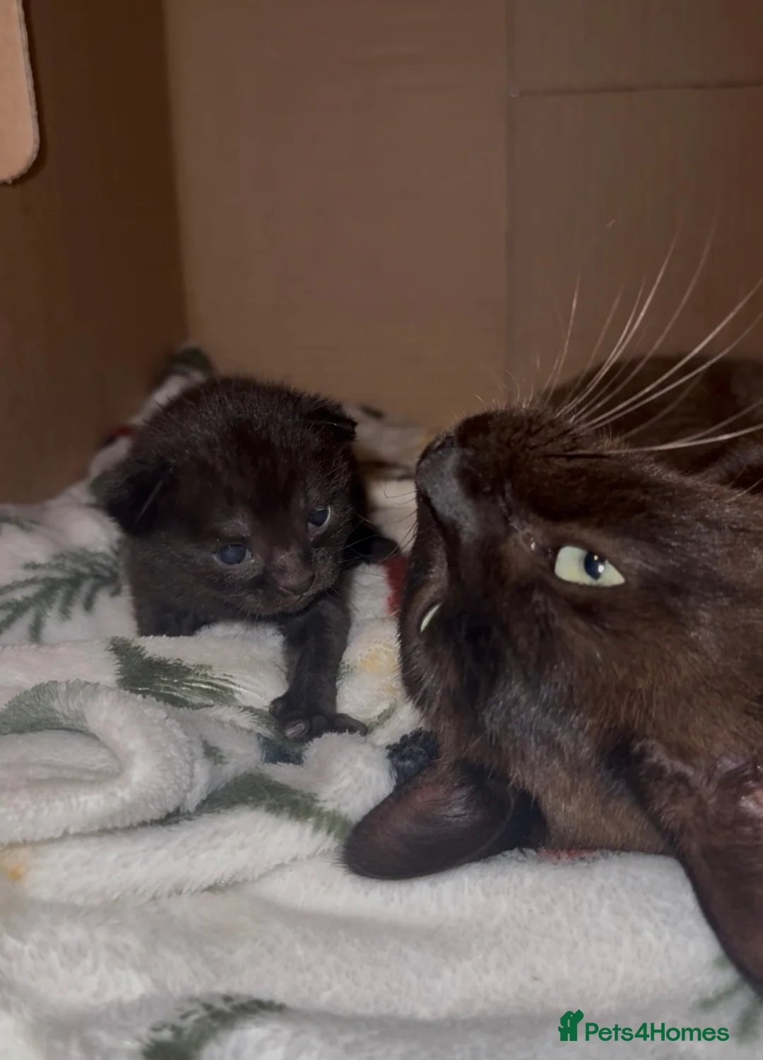 Mixed Breed cats for sale: Beautiful black synths x ragdoll kitten  - Advert 1