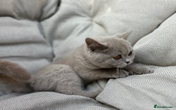 British Shorthair cats for sale: Ready British Shorthair Chunky Kittens - Image 9