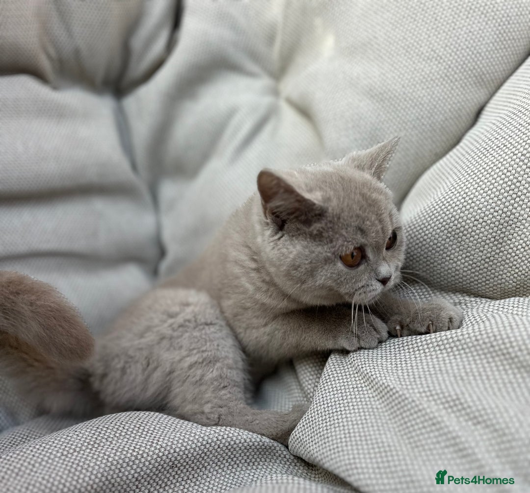 British Shorthair cats for sale: Ready British Shorthair Chunky Kittens - Image 9