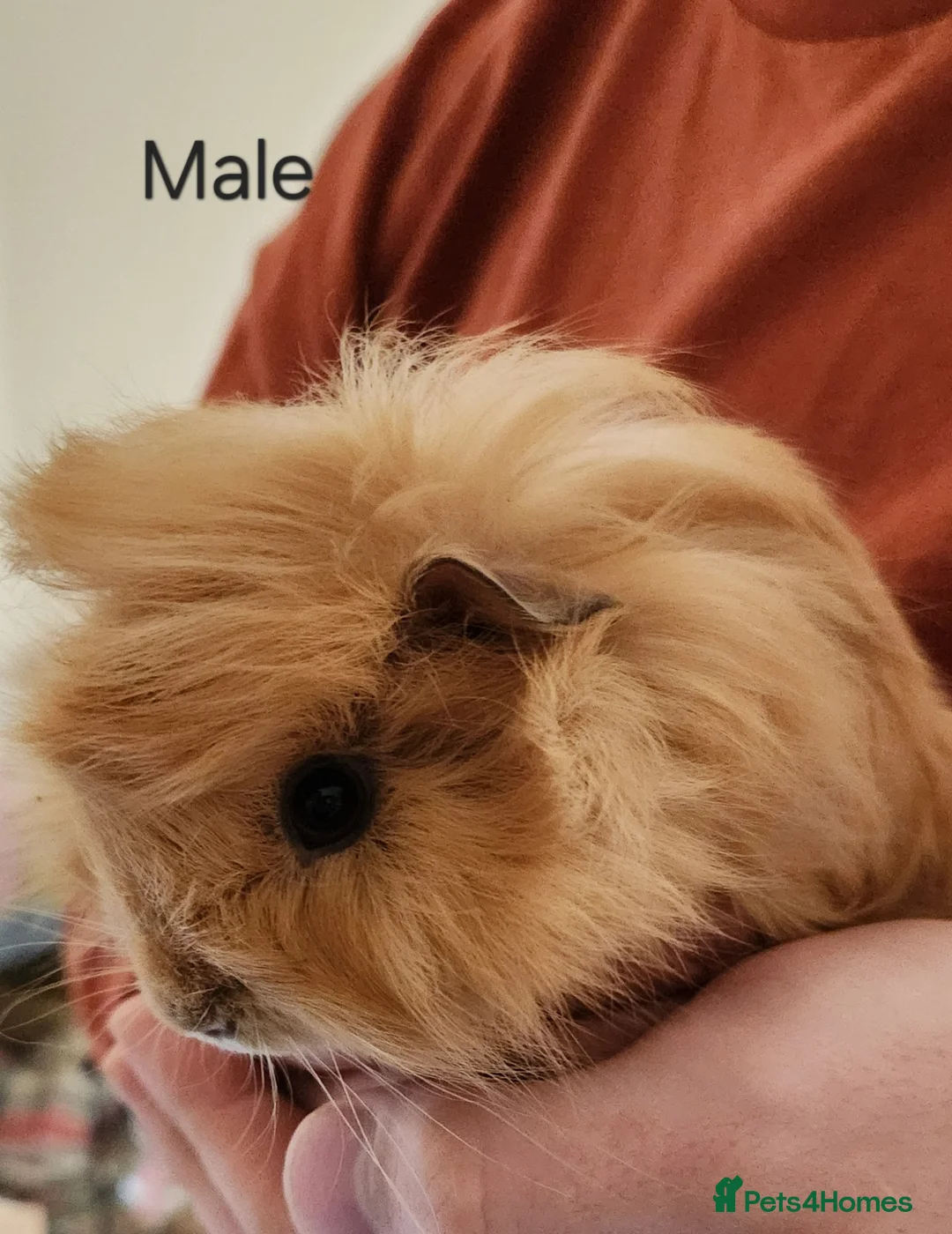 Guinea Pig rodents for sale: 2 Adorable Guinea Pigs - Advert 2