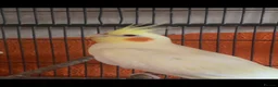 Cockatiels birds for sale: Mixed birds for sale - Advert 4