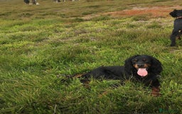 Mixed Breed dogs for sale: Gordondoodle  - Image 9