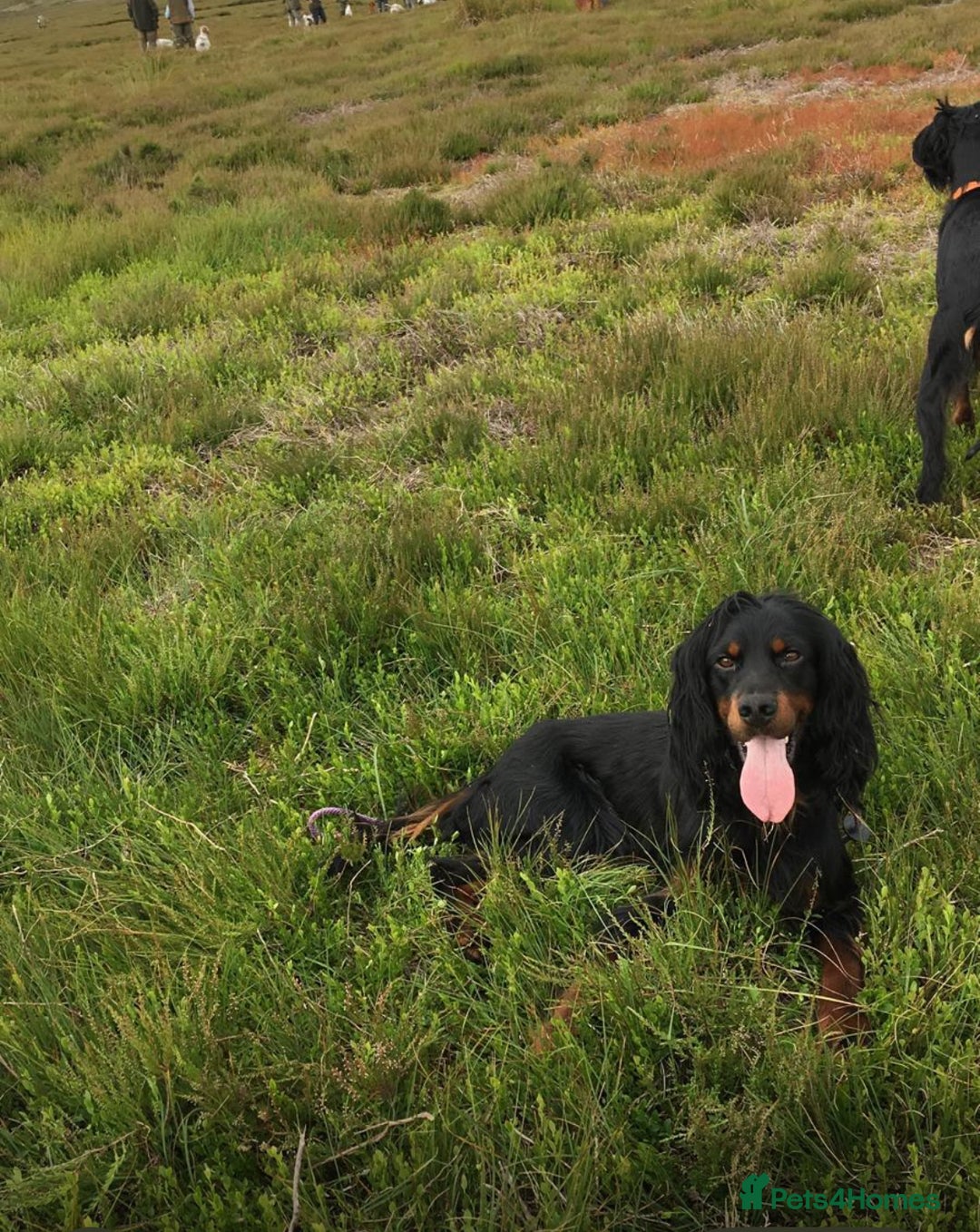 Mixed Breed dogs for sale: Gordondoodle  - Image 9