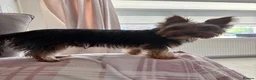 Yorkshire Terrier dogs for stud: 18 month old boy miniature Yorkshire terrier  - Advert 6