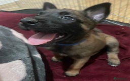 Belgian Shepherd Dog dogs for sale: Belgian Malinois - Image 1