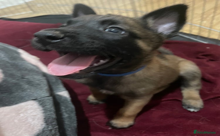 Belgian Shepherd Dog dogs - Advert 1