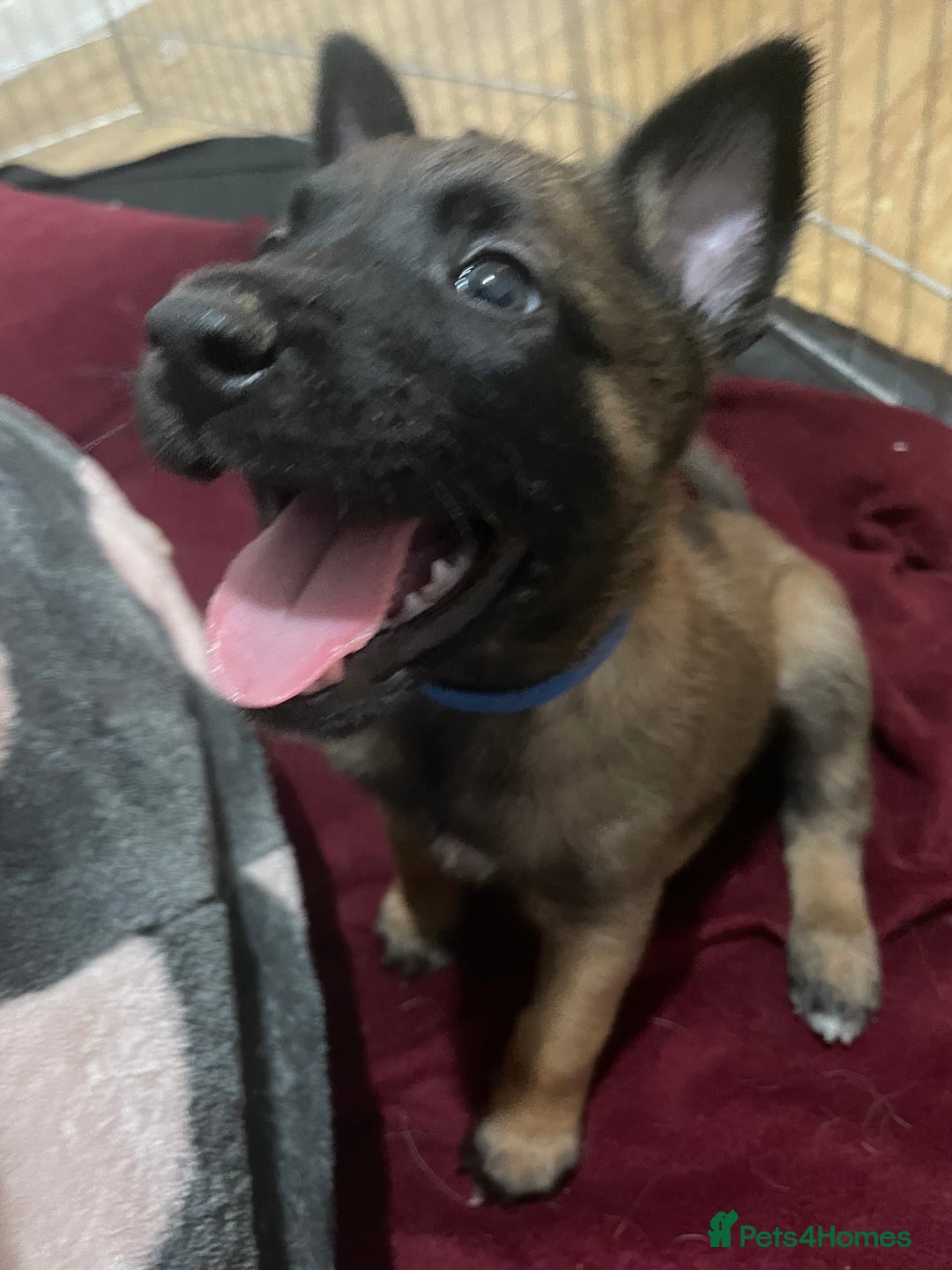 Belgian Shepherd Dog dogs for sale: Belgian Malinois - Image 1