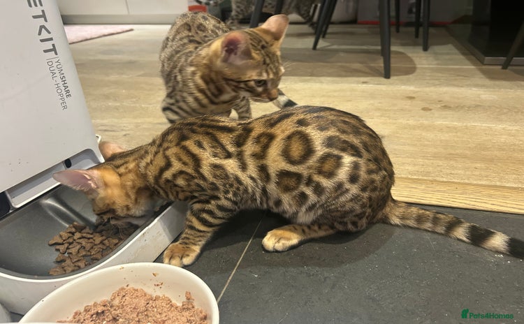 Bengal cats - Advert 14