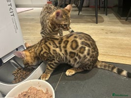 Bengal cats - Advert 5