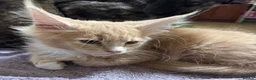 Maine Coon cats for sale: GCCF REGISTERED PEDIGREE  READY TO LEAVE HOME NOW  - Advert 6