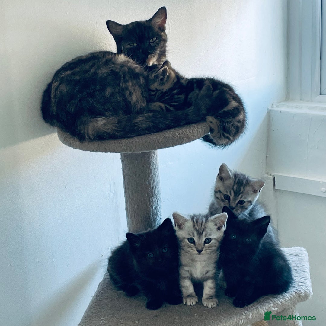 Scottish Fold cats for sale: Scottish fold kitties for sale  - Advert 2