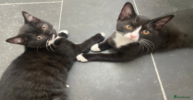 Mixed Breed cats - Advert 11