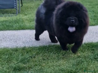 Chow Chow dogs in Middlesbrough - Advert 6