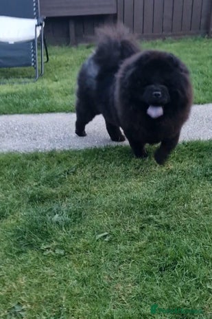 Chow Chow dogs in Middlesbrough - Advert 3