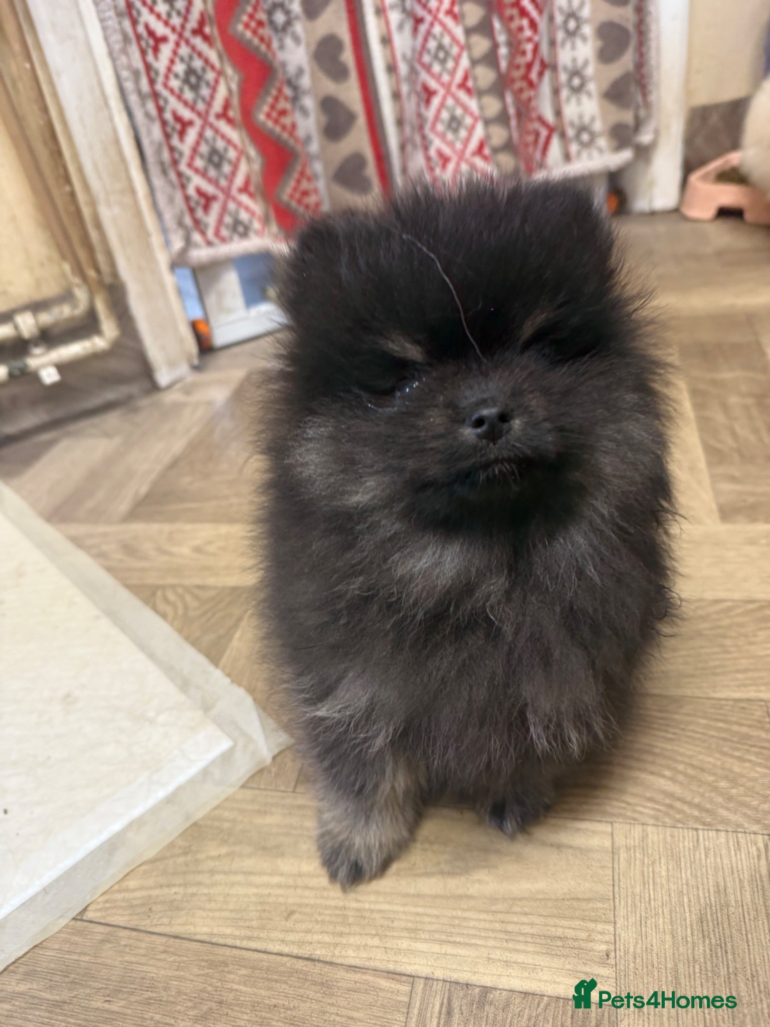 Pomeranian dogs Pomeranian - Advert 1