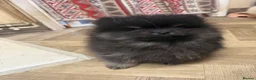 Pomeranian dogs for sale: Pomeranian - Advert 2