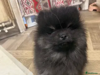 Pomeranian dogs Pomeranian - Advert 6