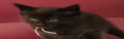Maine Coon cats for sale: 🔥Gorgeous Maine Coons Available🔥 - Advert 5