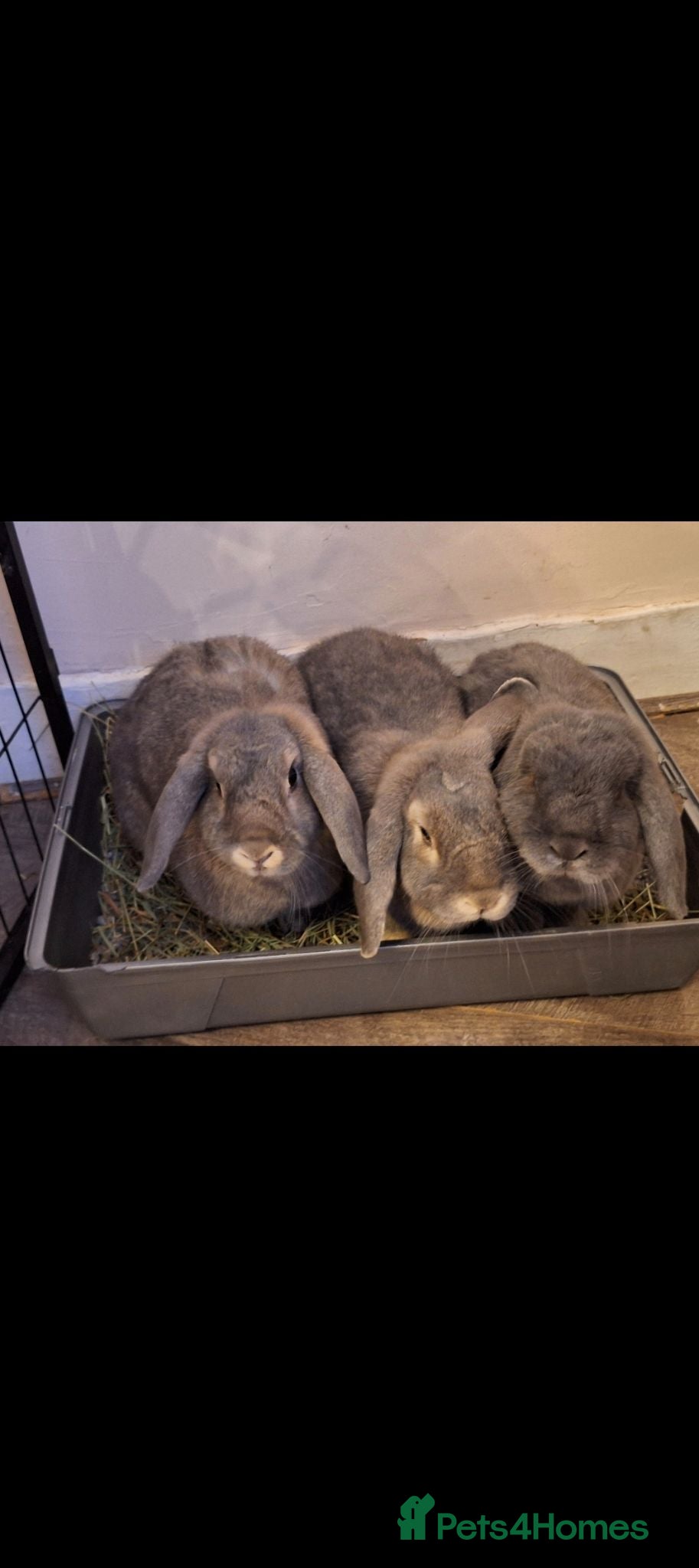 Mini Lop rabbits Family of 3  - Advert 1